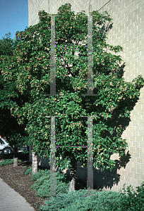 Picture of Acer tataricum ssp. ginnala 