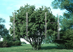 Picture of Acer tataricum ssp. ginnala 