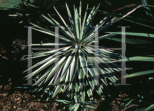 Picture of Agave angustifolia 'Marginata'