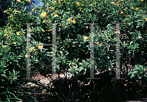 Picture of Allamanda schottii 