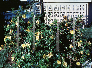 Picture of Allamanda cathartica 