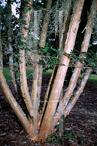 Picture of Lagerstroemia x 'Sioux'