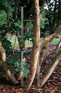 Picture of Lagerstroemia indica 'Hope'