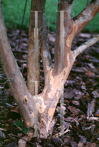 Picture of Lagerstroemia subcostata 