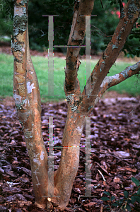 Picture of Lagerstroemia x 'Hopi'