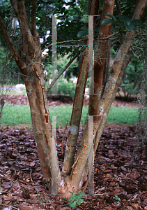 Picture of Lagerstroemia x 'Pecos'