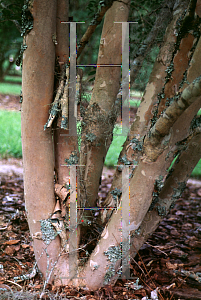 Picture of Lagerstroemia x 'Lipan'