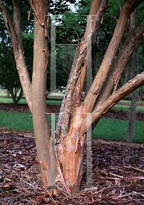 Picture of Lagerstroemia x 'Comanche'