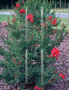 Picture of Lagerstroemia indica 'Petite Red Imp'