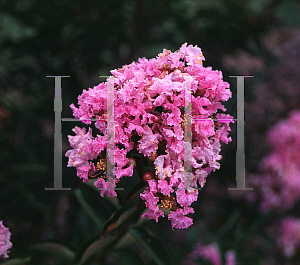 Picture of Lagerstroemia indica 'Ozark Spring'