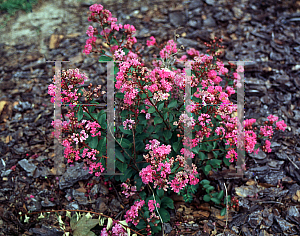 Picture of Lagerstroemia indica 'Monink (Chica Pink)'