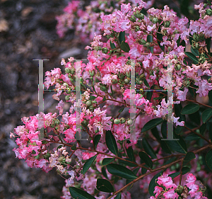 Picture of Lagerstroemia indica 'Pink Blush'