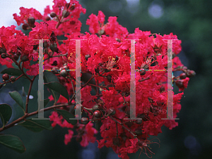 Picture of Lagerstroemia indica 'Baton Rouge'