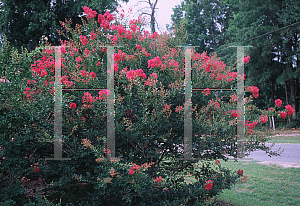 Picture of Lagerstroemia indica 'Baton Rouge'