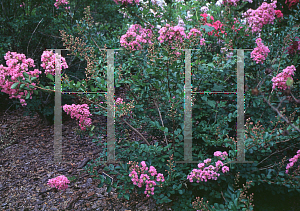 Picture of Lagerstroemia indica 'Delta Blush'