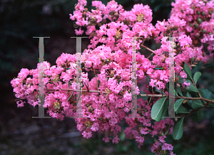 Picture of Lagerstroemia indica 'Delta Blush'