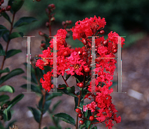 Picture of Lagerstroemia indica 'Petite Red Imp'