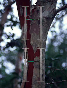 Picture of Lagerstroemia x 'Biloxi'