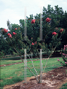 Picture of Lagerstroemia x 'Comanche'