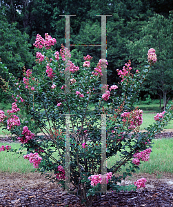 Picture of Lagerstroemia x 'Zuni'