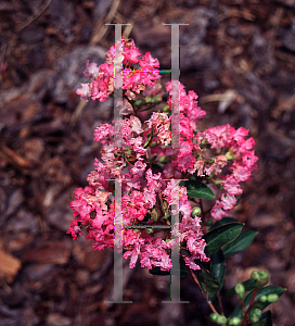 Picture of Lagerstroemia indica 'Pink Blush'