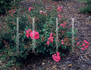 Picture of Lagerstroemia indica 'World's Fair'