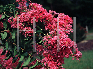 Picture of Lagerstroemia x 'Caddo'