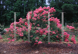Picture of Lagerstroemia x 'Caddo'