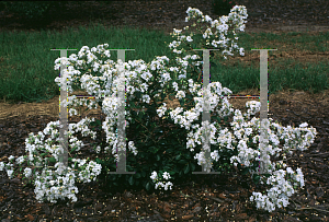 Picture of Lagerstroemia indica 'Blizzard'