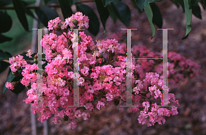 Picture of Lagerstroemia x 'Choctaw'