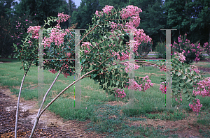 Picture of Lagerstroemia x 'Choctaw'