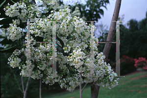 Picture of Lagerstroemia fauriei 'Fantasy'