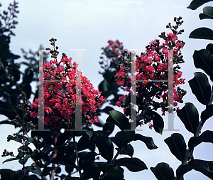 Picture of Lagerstroemia x 'Comanche'