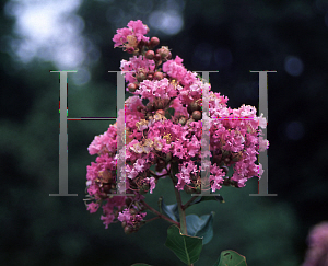 Picture of Lagerstroemia x 'Zuni'