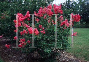 Picture of Lagerstroemia indica 'Bourbon Street'