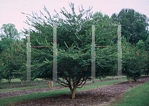 Picture of Lagerstroemia x 'Acoma'