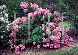 Picture of Lagerstroemia indica 'Delta Blush'