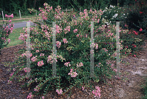 Picture of Lagerstroemia indica 'Pink Blush'