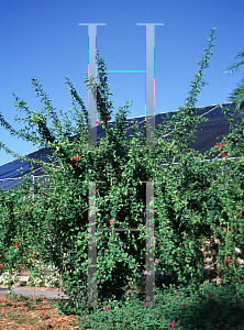 Picture of Hibiscus schizopetalus 