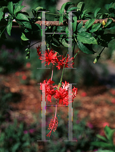 Picture of Hibiscus schizopetalus 