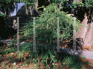 Picture of Bauhinia grandidieri 