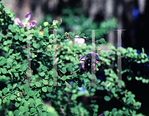 Picture of Bauhinia grandidieri 