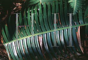 Picture of Dioon spinulosum 
