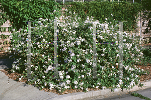 Picture of Plumbago auriculata 