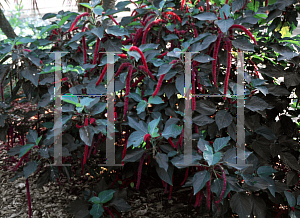 Picture of Acalypha hispida 