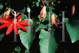 Picture of Passiflora coccinea 