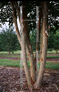 Picture of Lagerstroemia x 'Apalachee'