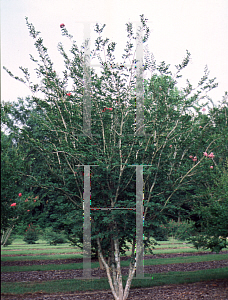 Picture of Lagerstroemia x 'Lipan'