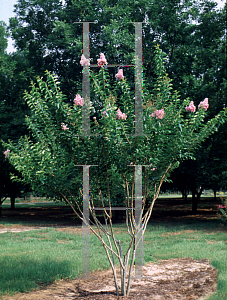 Picture of Lagerstroemia x 'Muskogee'