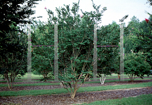 Picture of Lagerstroemia x 'Yuma'